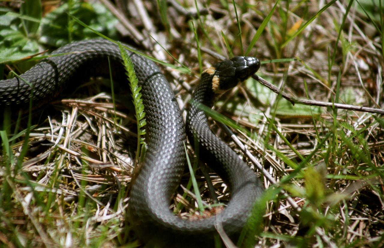 Крупную змею заметили у парковки в Подмосковье