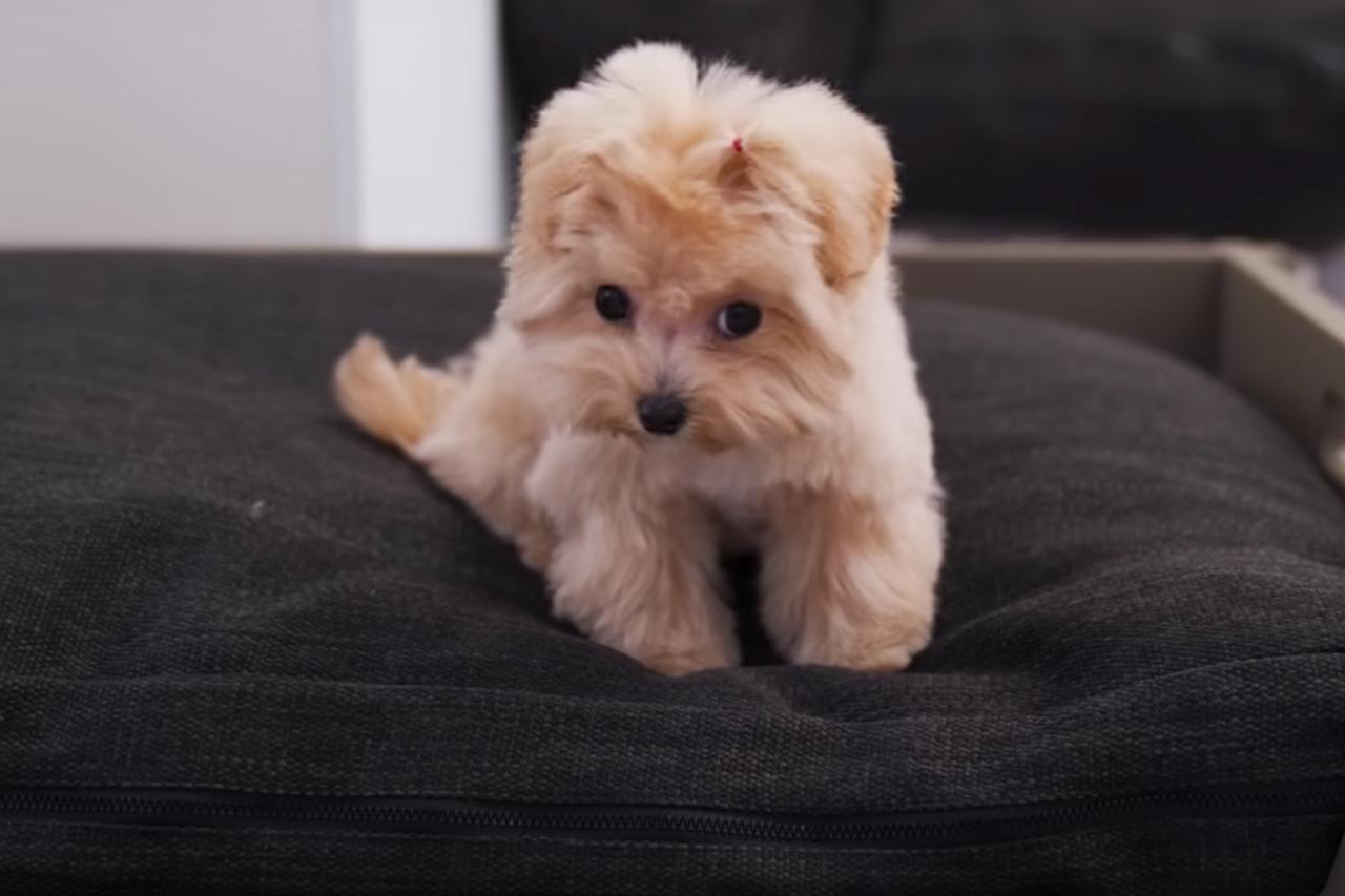 Раскрыта причина высокой стоимости одной породы собак