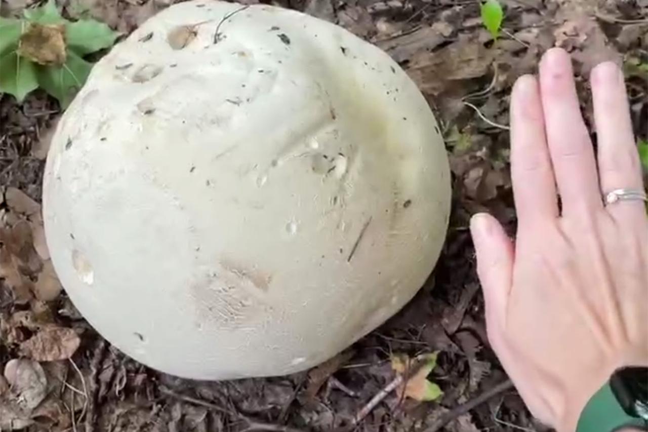 Москвичи сняли на видео усеянную гигантскими грибами поляну в парке