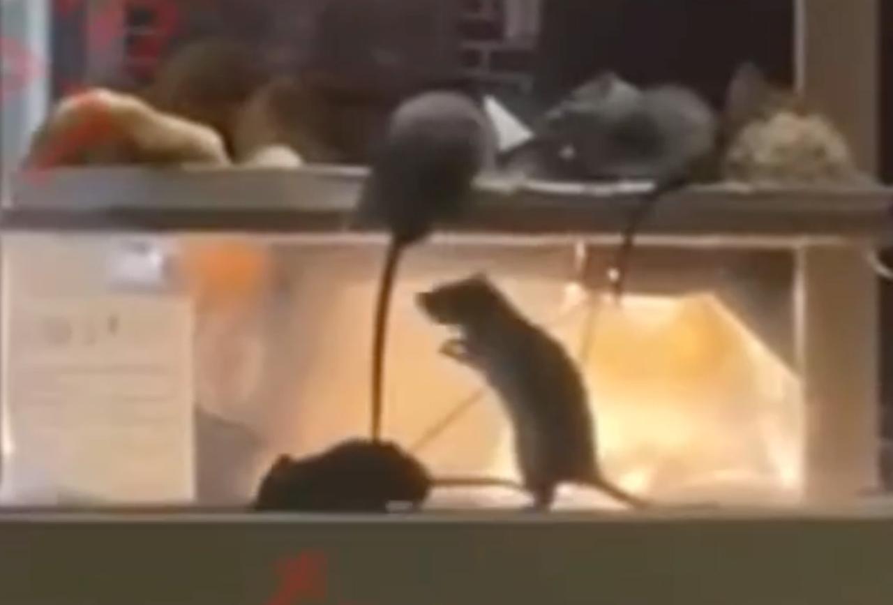 Нашествие крыс на палатку с шаурмой в Москве попало на видео