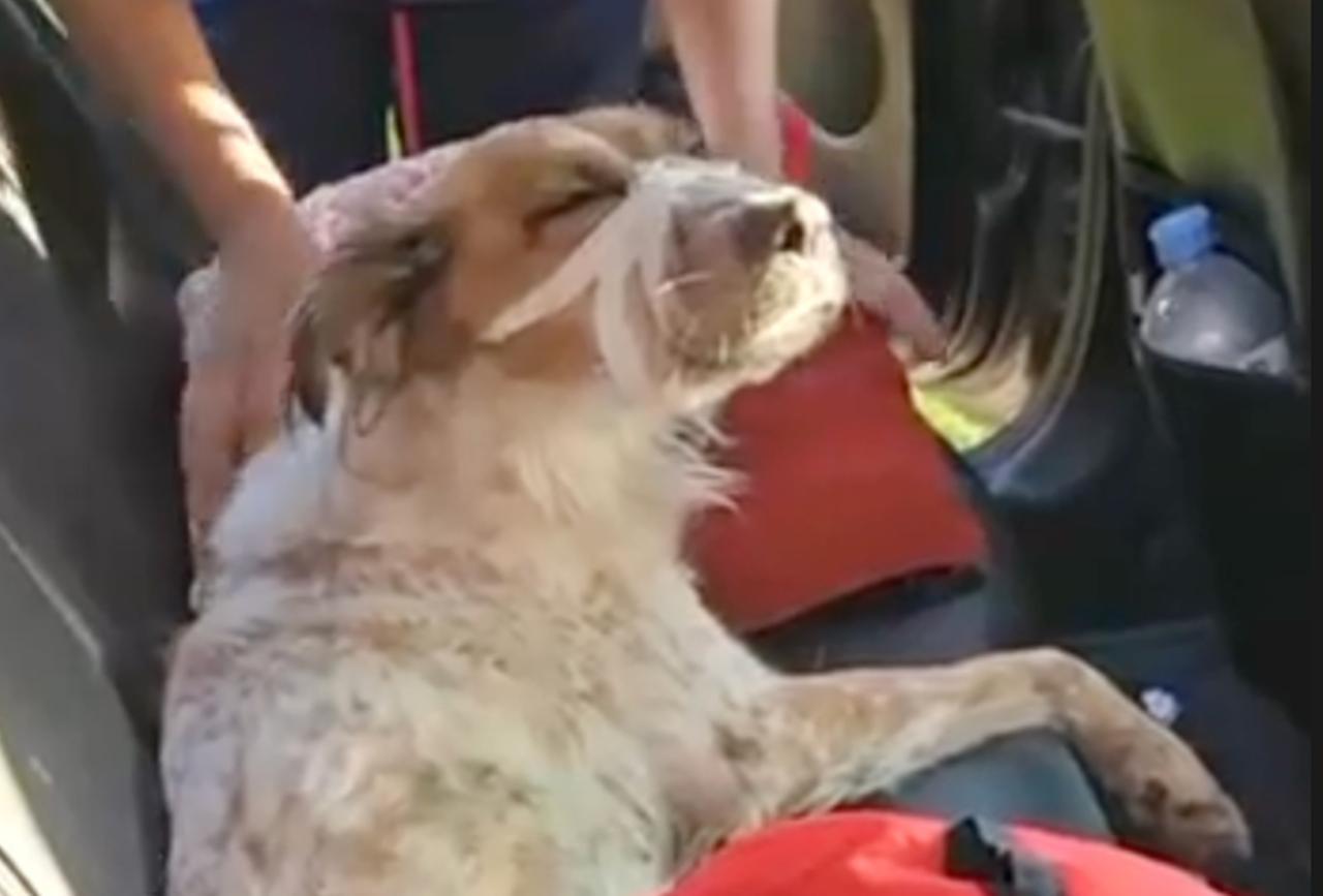 Из окна 11-го этажа подмосковной многоэтажки выбросили собаку