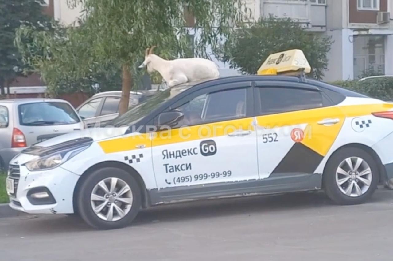 Козел на крыше московского такси попал на видео