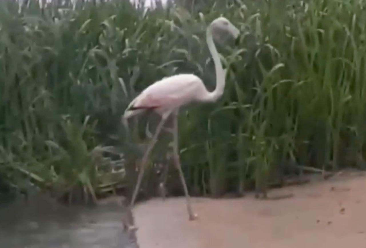 Жители Подмосковья сняли на видео фламинго на берегу Оки