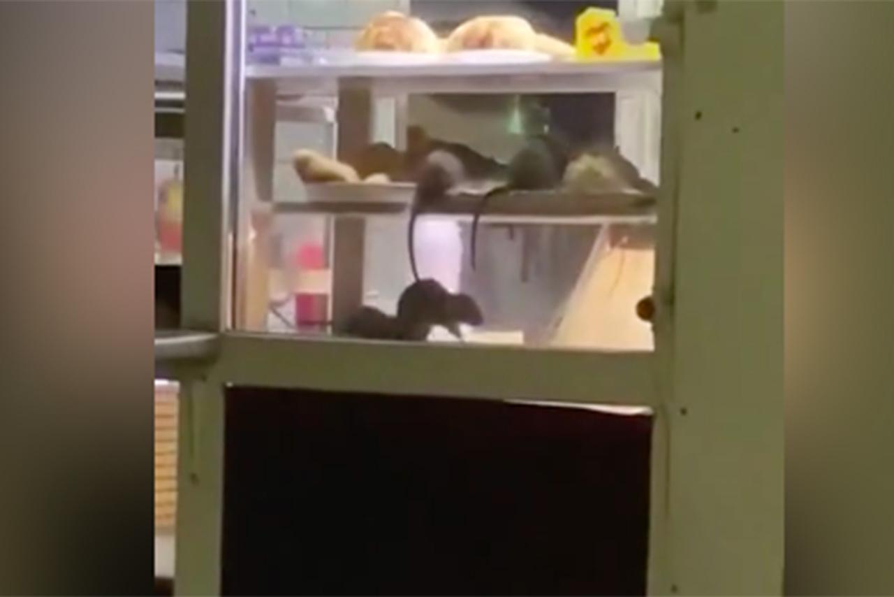 Нашествие крыс на ларек с шаурмой в Москве попало на видео