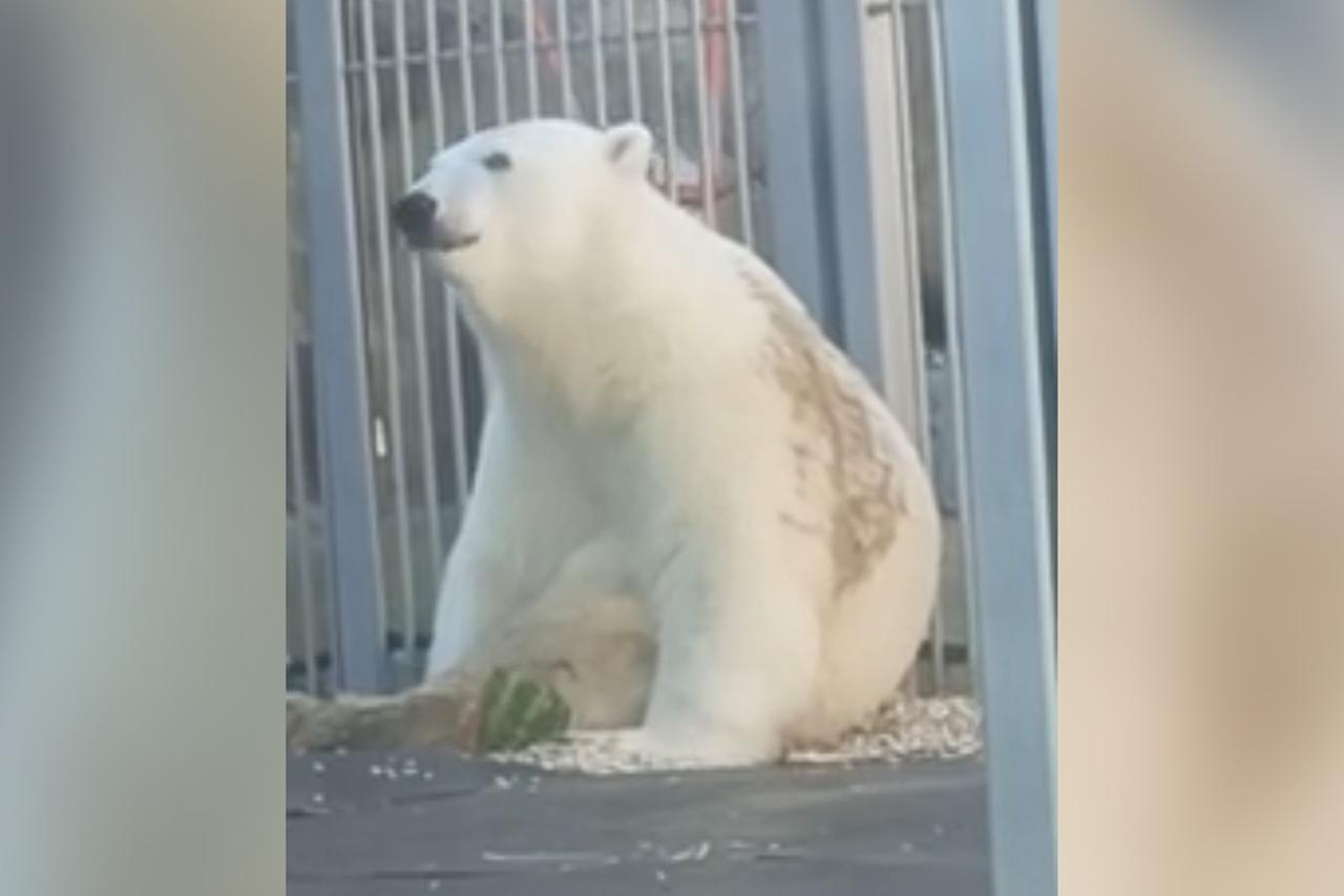 Полярный медведь Диксон перекусил арбузом и попал на видео