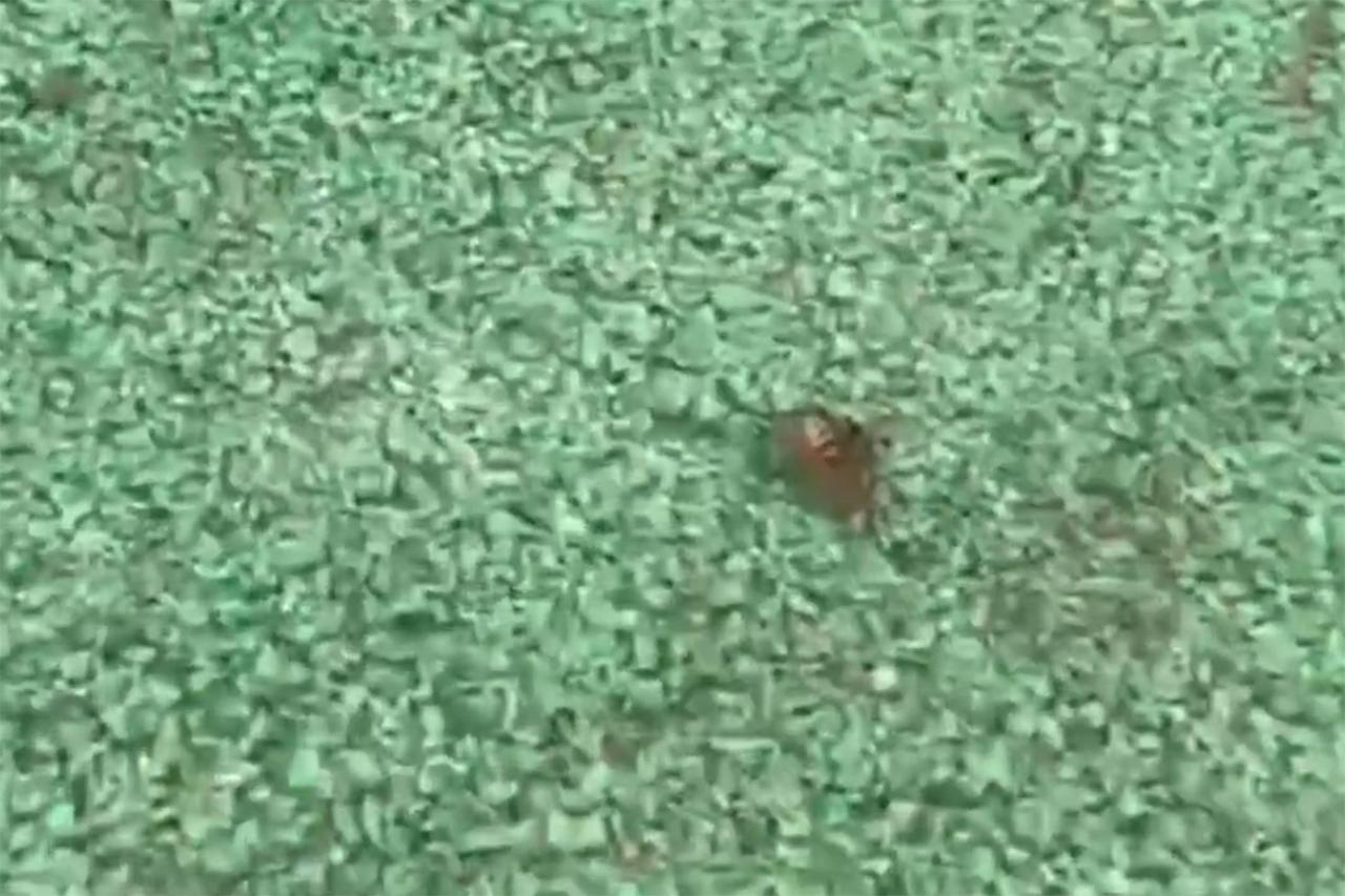 Нашествие ос на детскую площадку в центре Москвы попало на видео