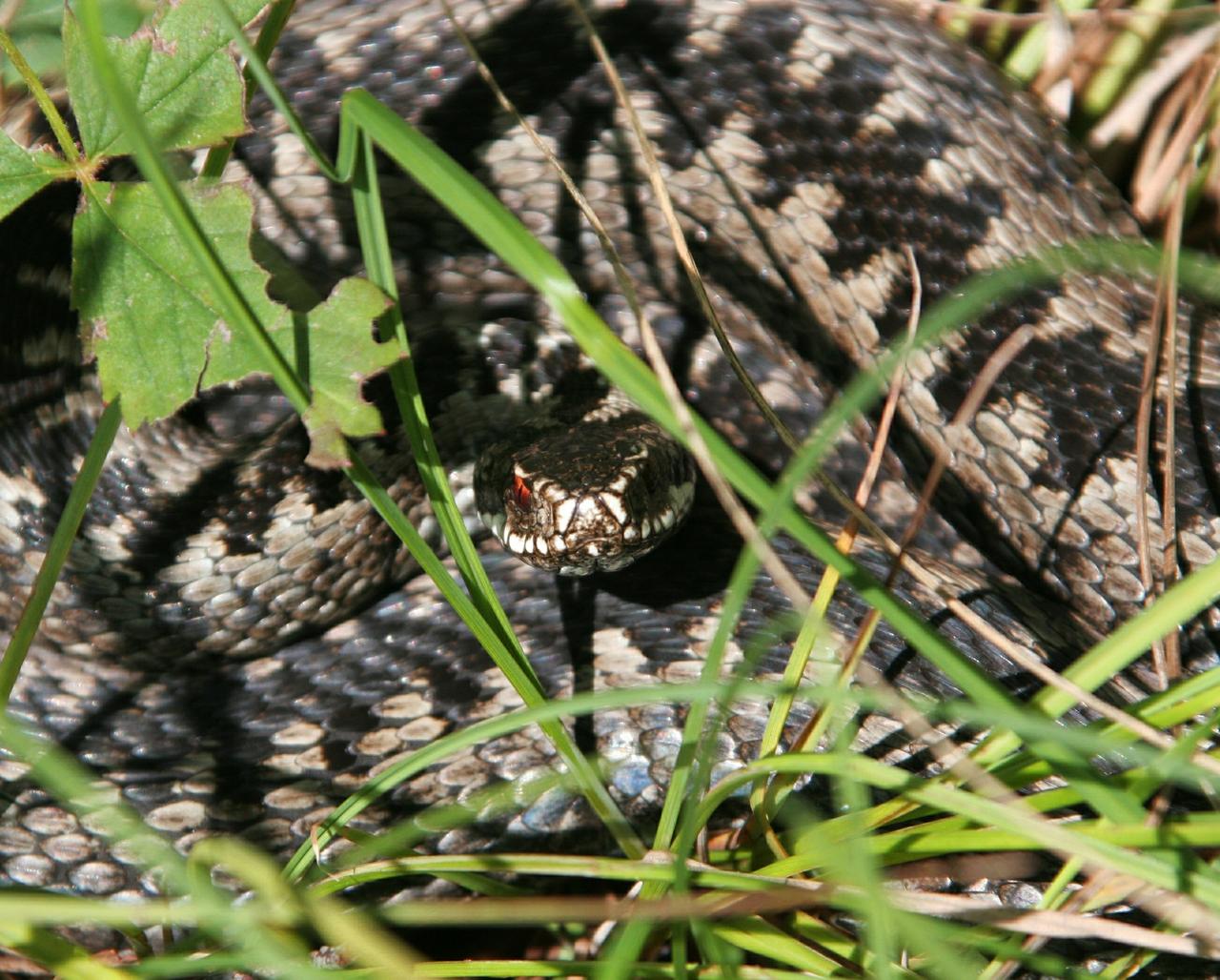 Жителей столичного региона предупредили о миграции гадюк