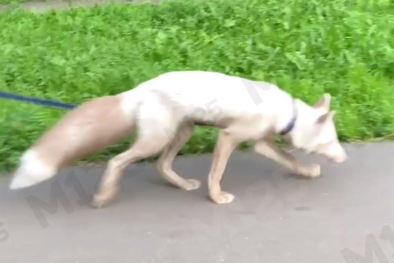 Необычного питомца на выгуле заметили в Москве