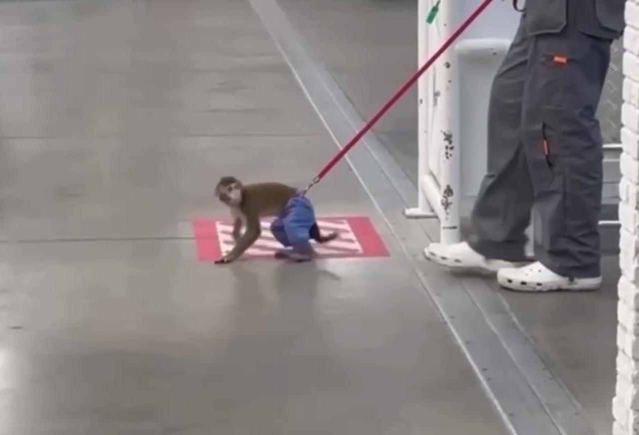 Необычный посетитель магазина на востоке Москвы попал на видео