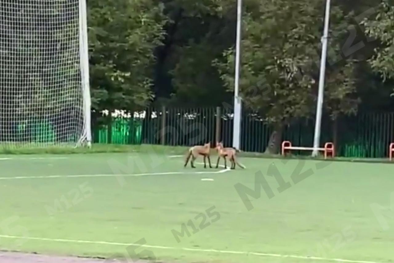 Игра лисиц на футбольном поле в Москве попала на видео
