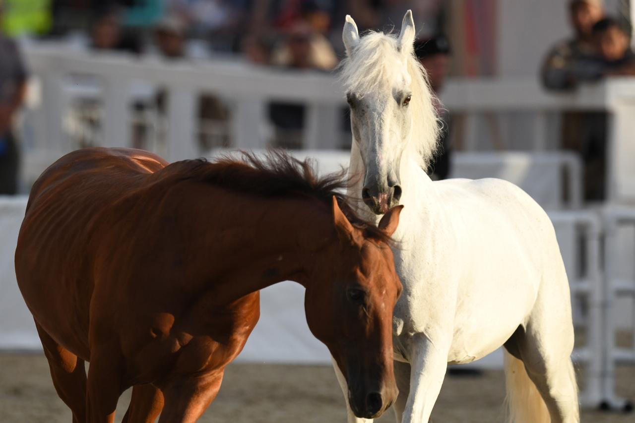Московский прокурор умер после падения с лошади в отпуске