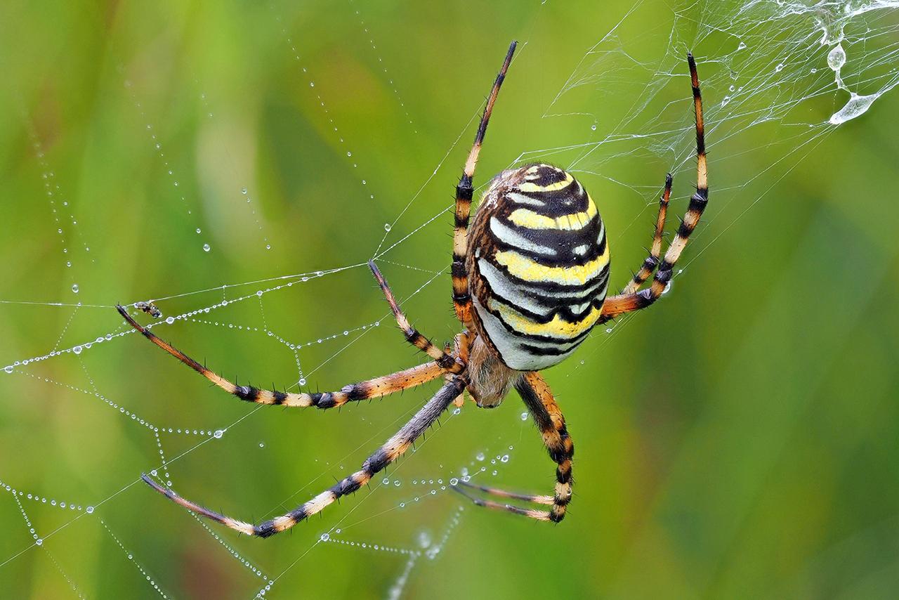 В Подмосковье зафиксировали нашествие крупных пауков-ос