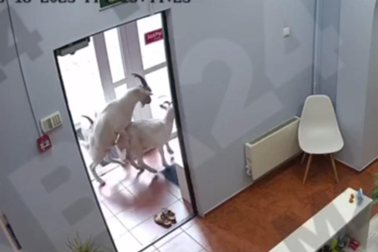 Совокупление коз в детском центре в Москве попало на видео