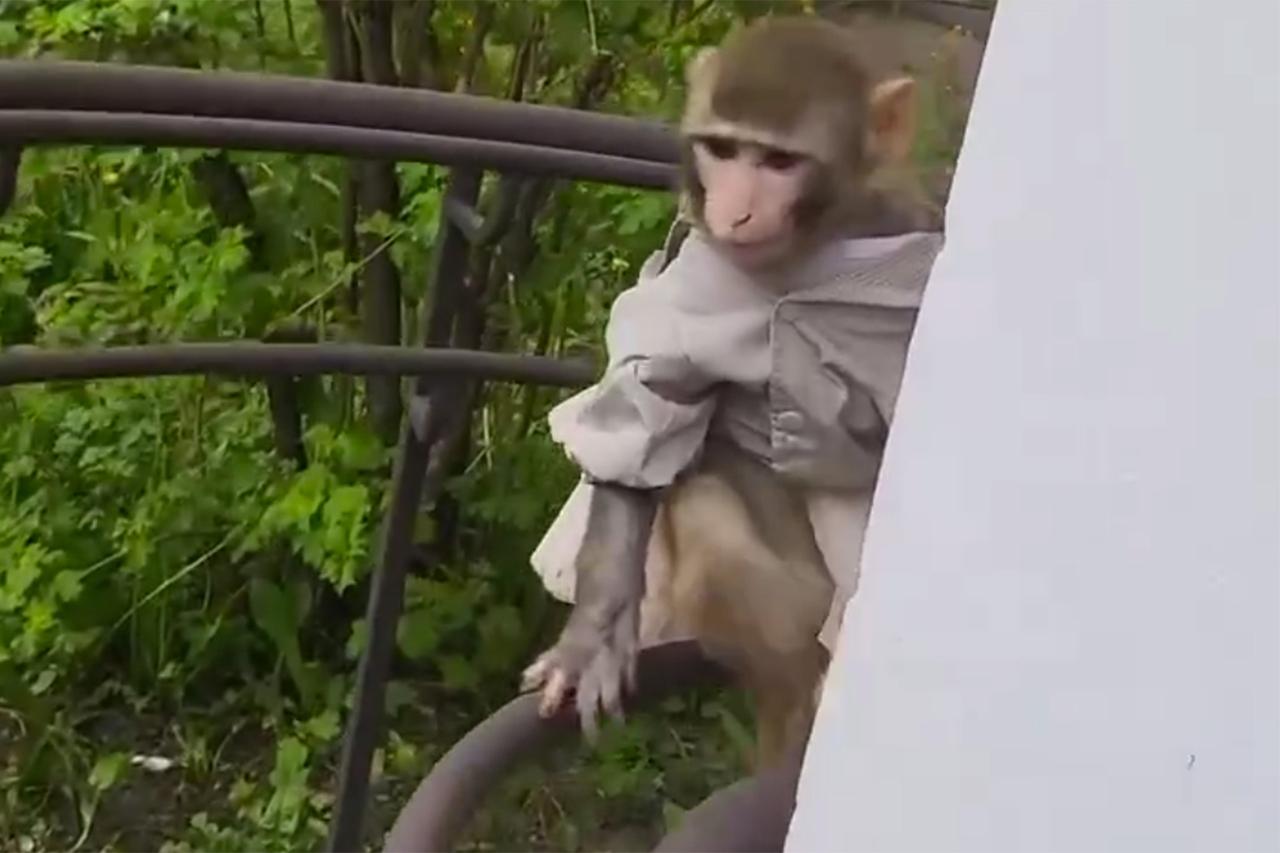 Необычный житель подмосковной многоэтажки попал на видео и умилил россиян