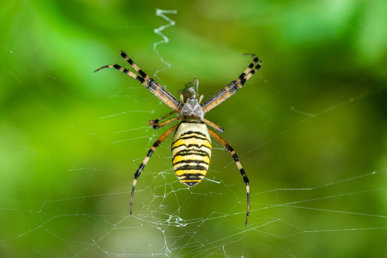 Эксперт Бурмистров оценил опасность пауков-ос для жителей Москвы