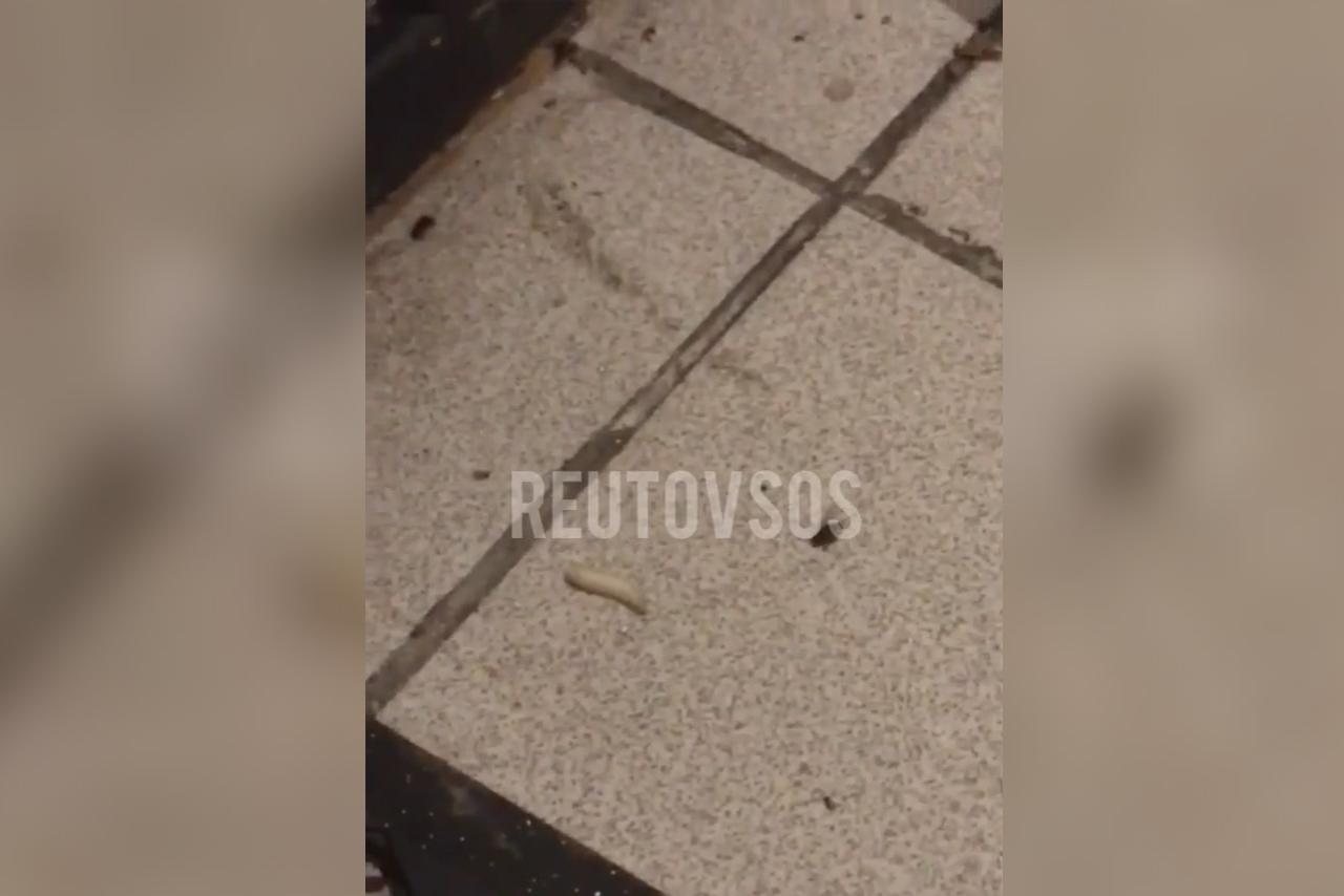 Жители подмосковной многоэтажки пожаловались на опарышей в подъезде