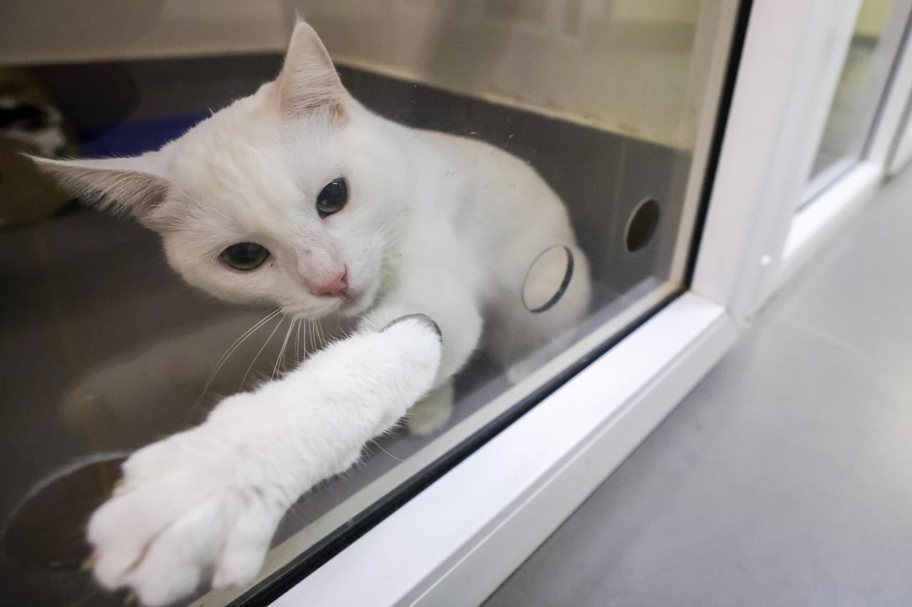 «За свободу пришлось заплатить больше 300 тысяч». Как московский композитор спасает уличных котов от гибели в подвалах