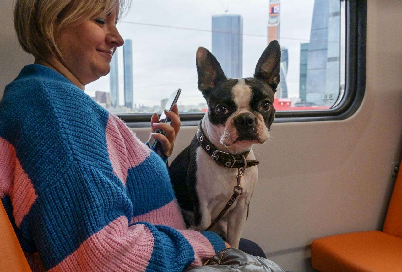 МТС улучшила качество мобильной связи на МЦД-4