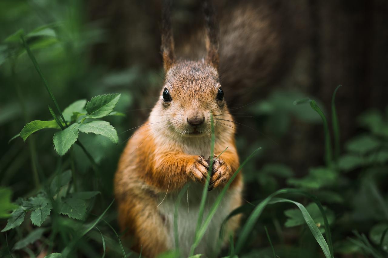 Москвичи пожаловались на охотящуюся на белок женщину