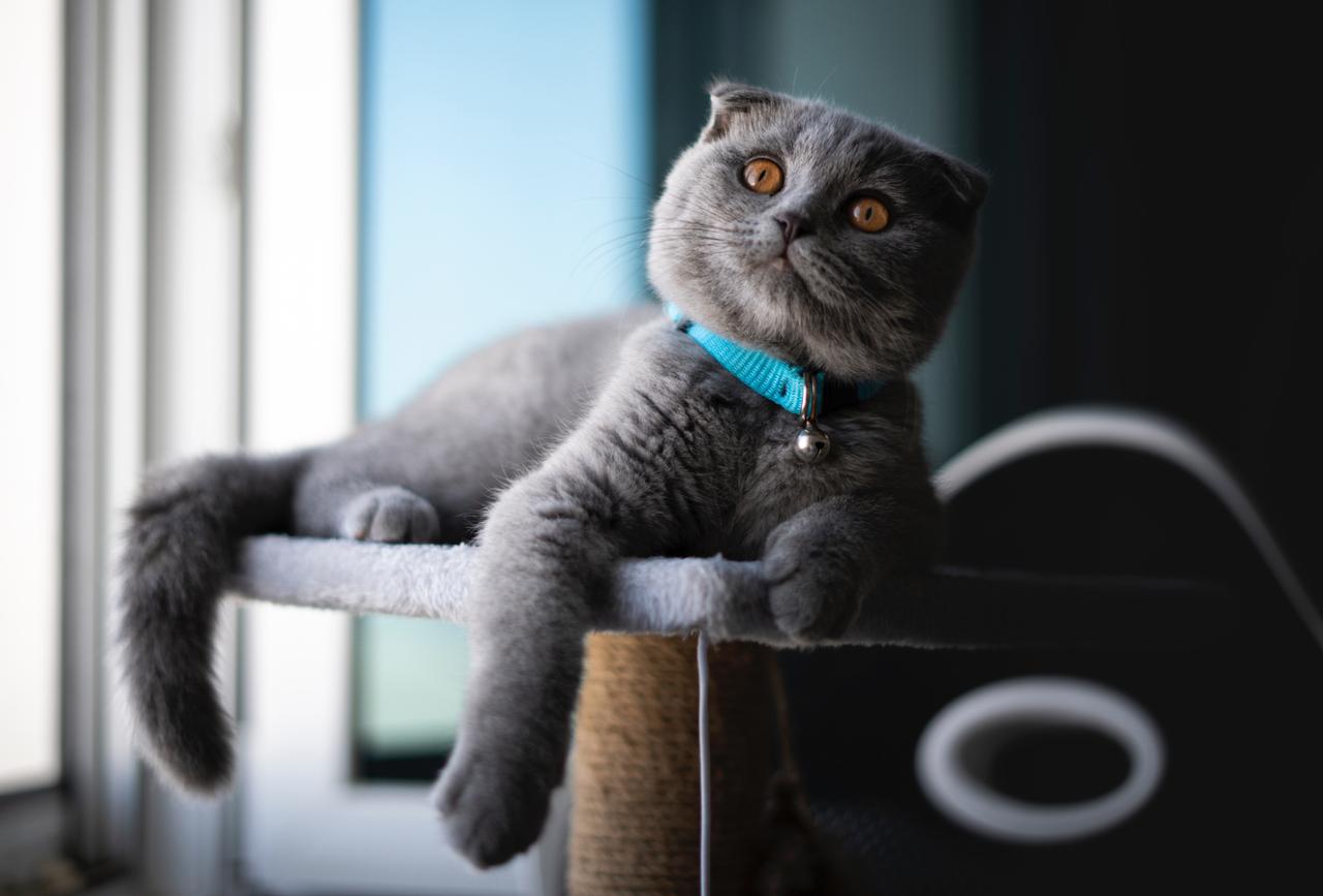 Названы самые популярные и самые редкие породы домашних питомцев в России