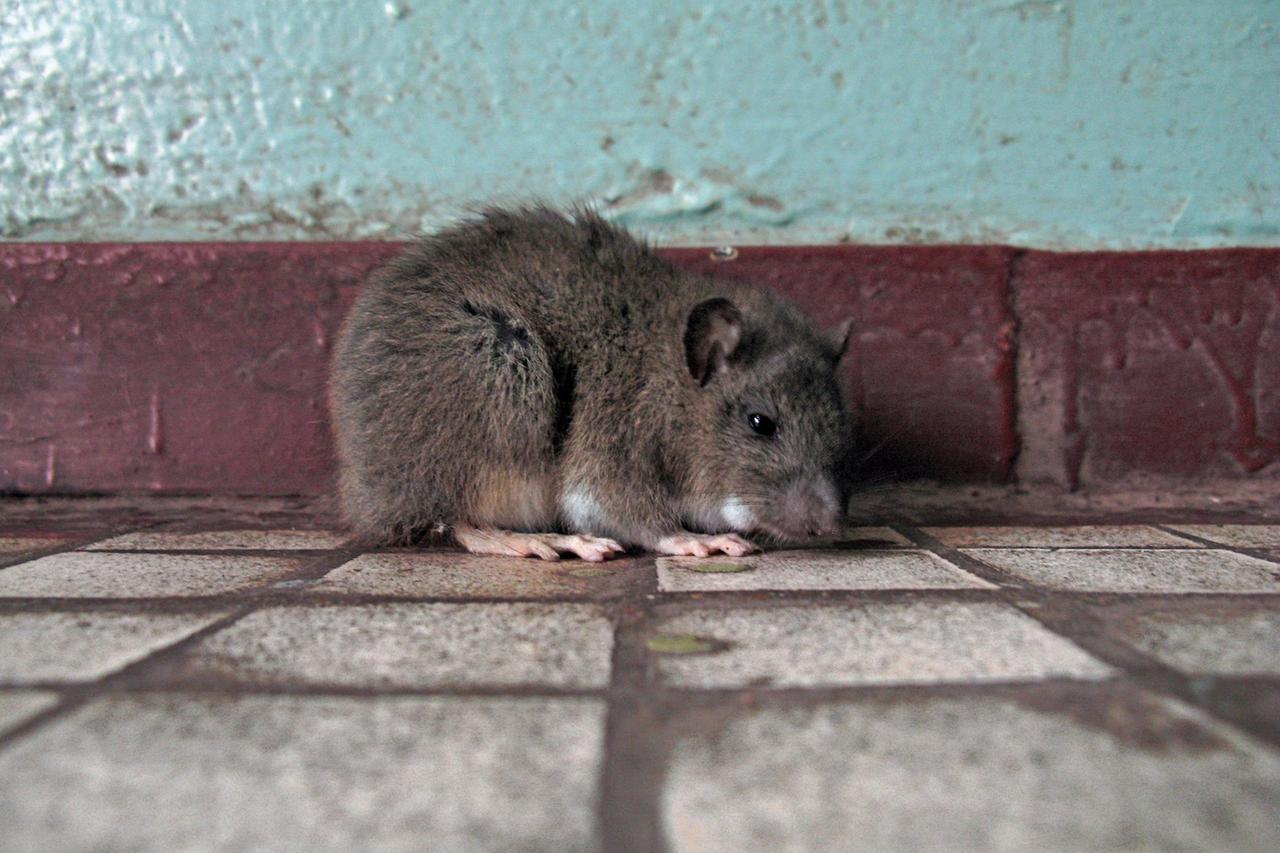 Жильцы московского ЖК сообщили о нашествии крыс