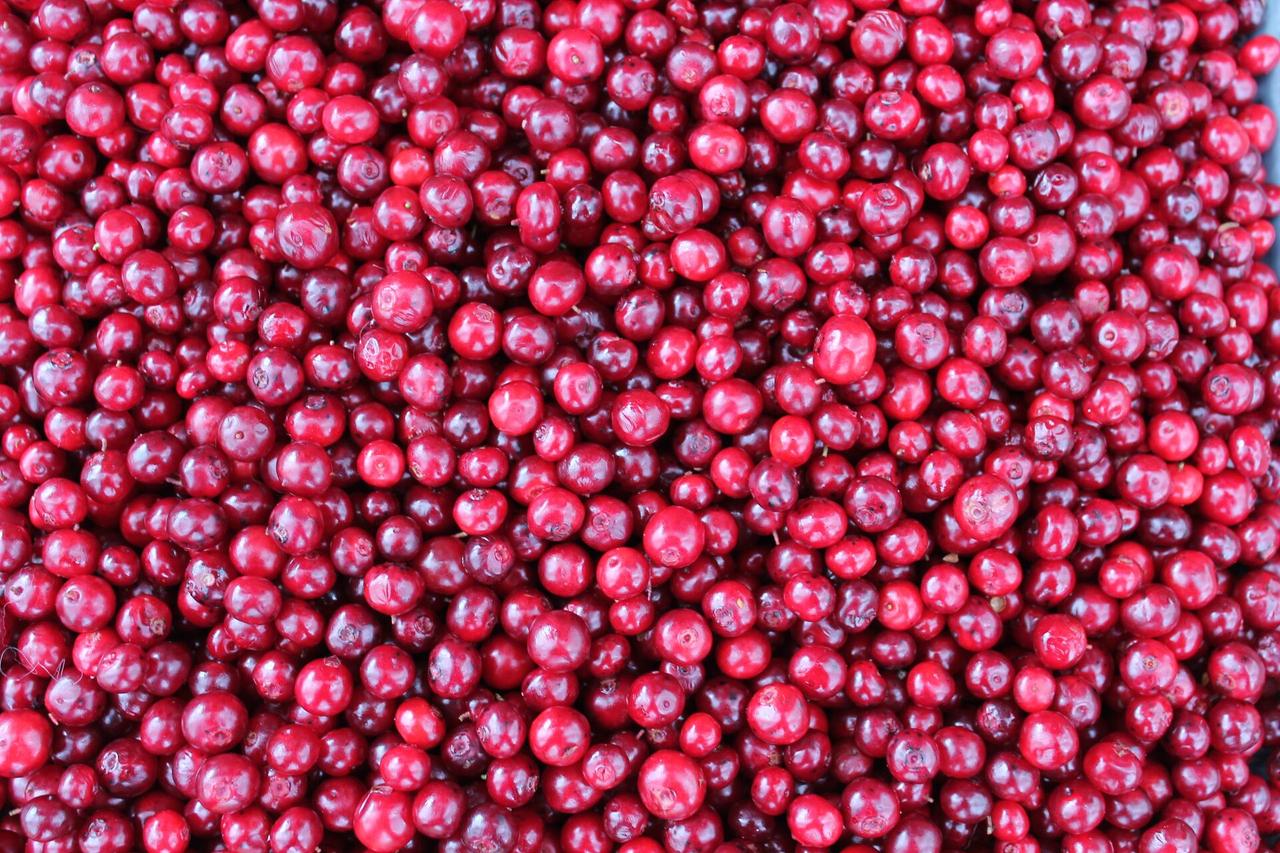 Брусничный бум начался в Подмосковье