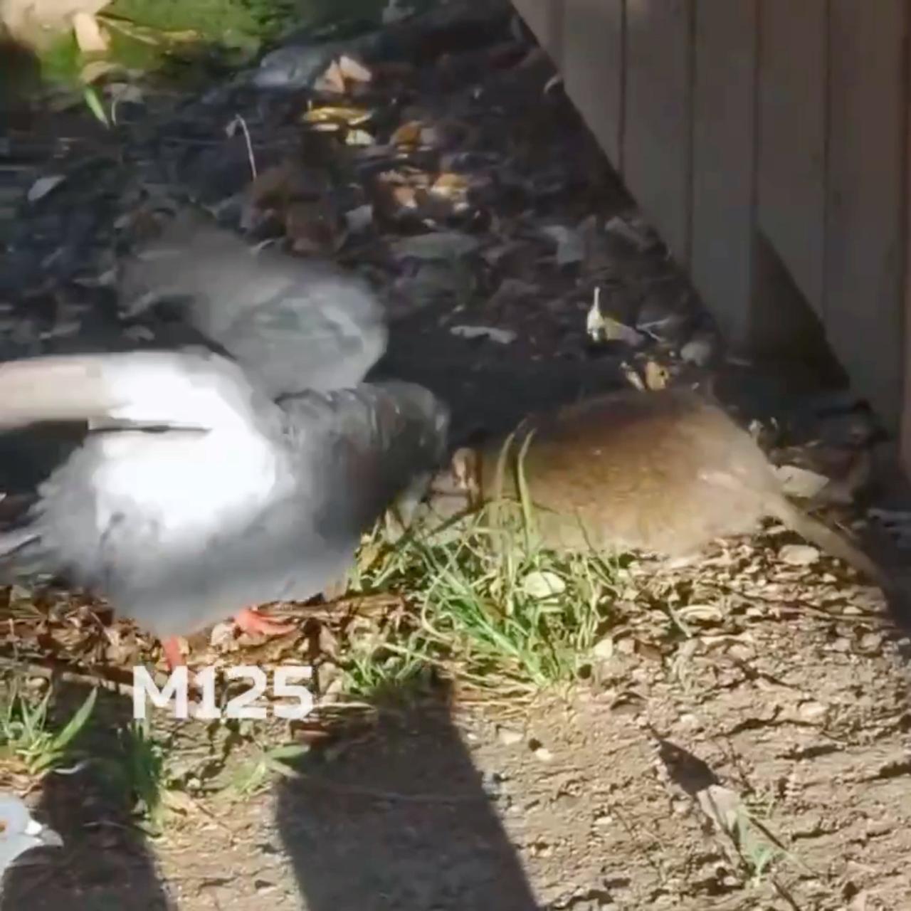 Драка голубя и крысы в Москве попала на видео