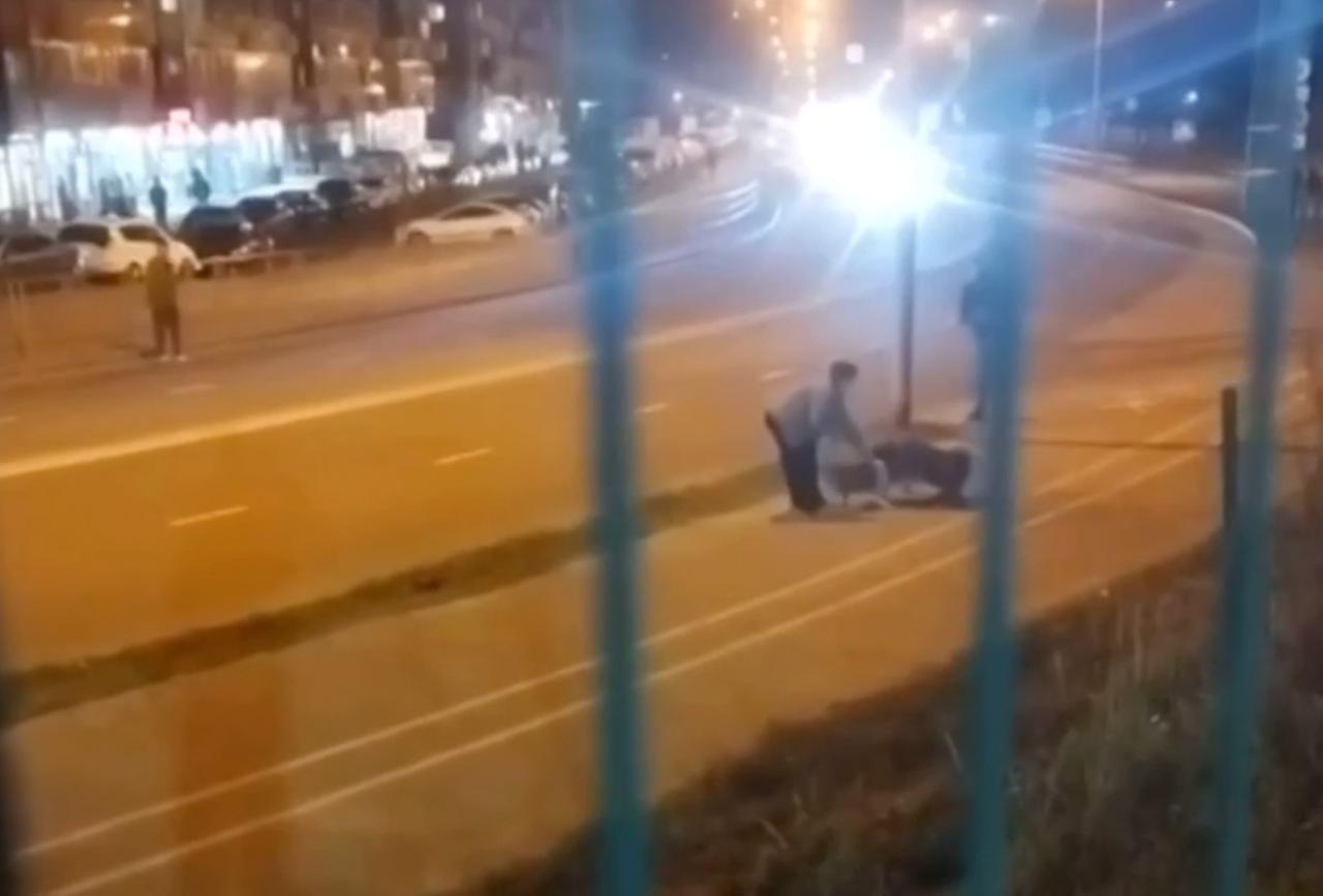 В Подмосковье мужчина натравил свою собаку на чужую и снял это на видео