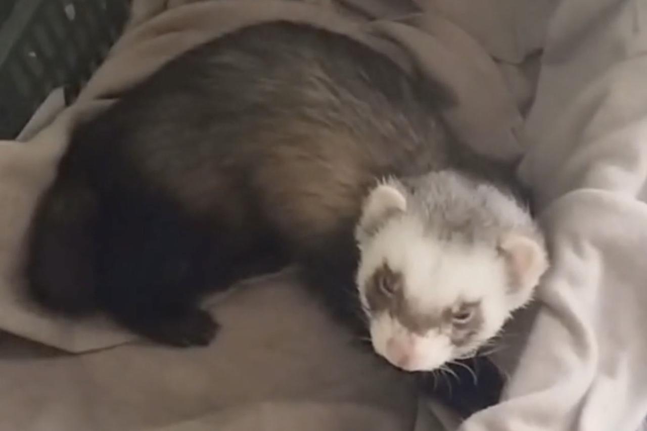 Необычный житель подъезда московской многоэтажки попал на видео