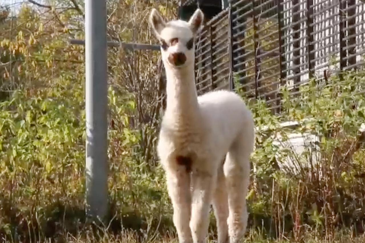 Родившийся в Москве детеныш альпака попал на видео