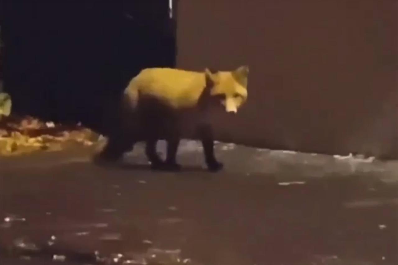 Встреча бесстрашной лисы и собаки в московском дворе попала на видео