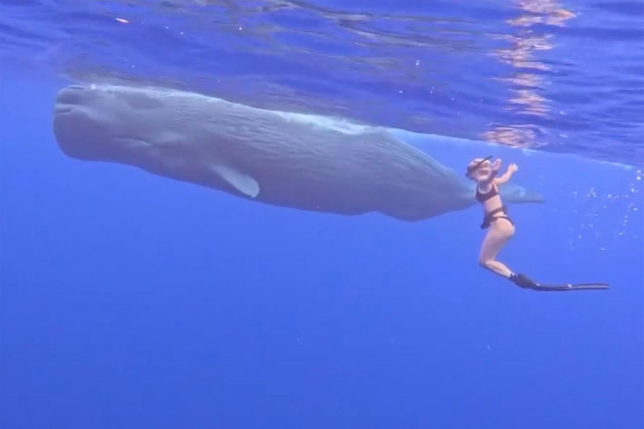 Игры Елены Летучей с кашалотом попали на видео