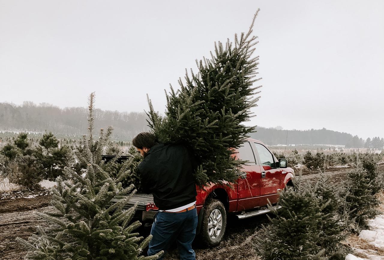 Раскрыта стоимость самостоятельной рубки елок в подмосковных питомниках