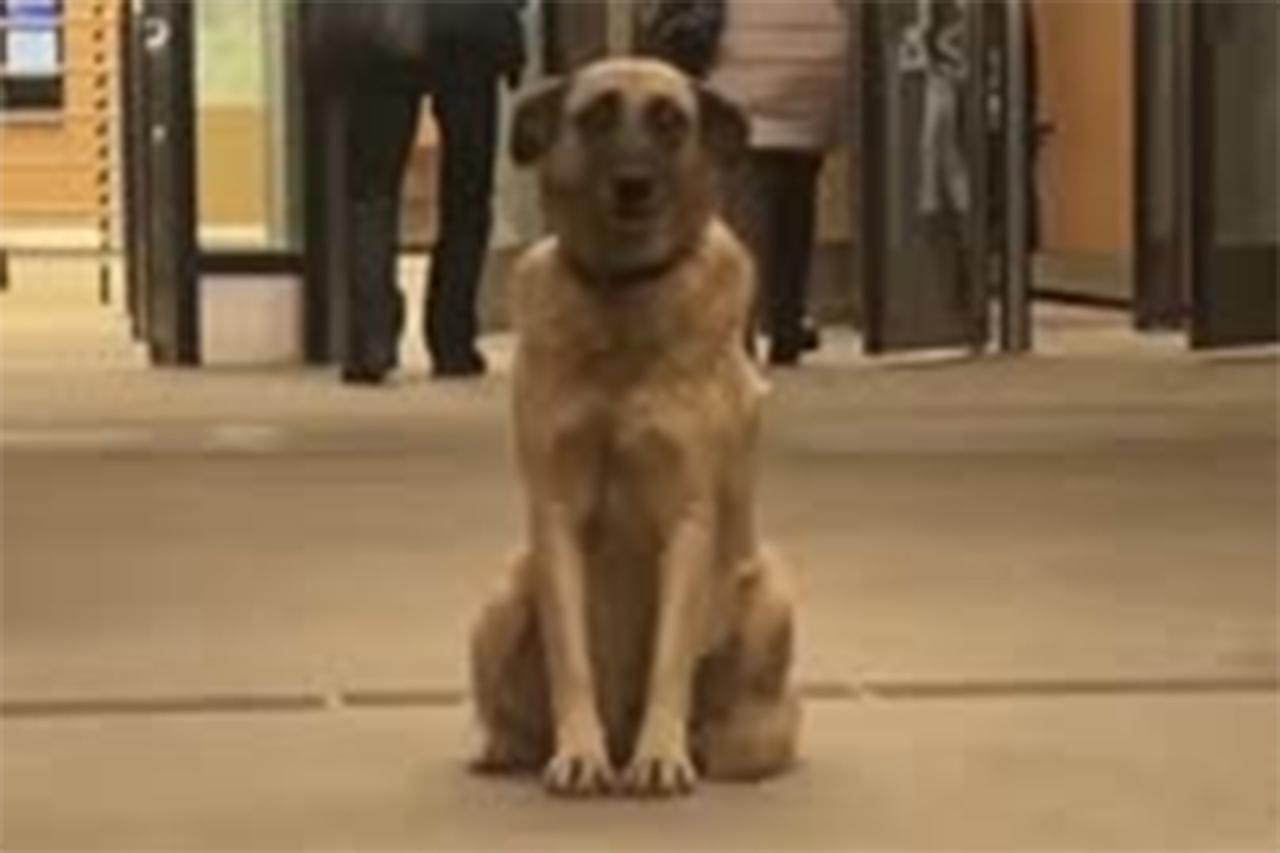 «Хатико» в московском метро попал на видео