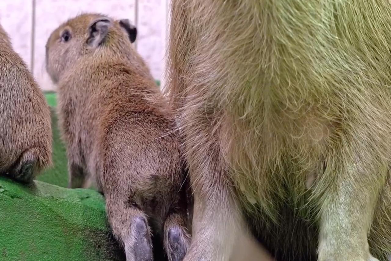 Капибары стали кандидатами на титул главной многодетной семьи зоопарка в Москве