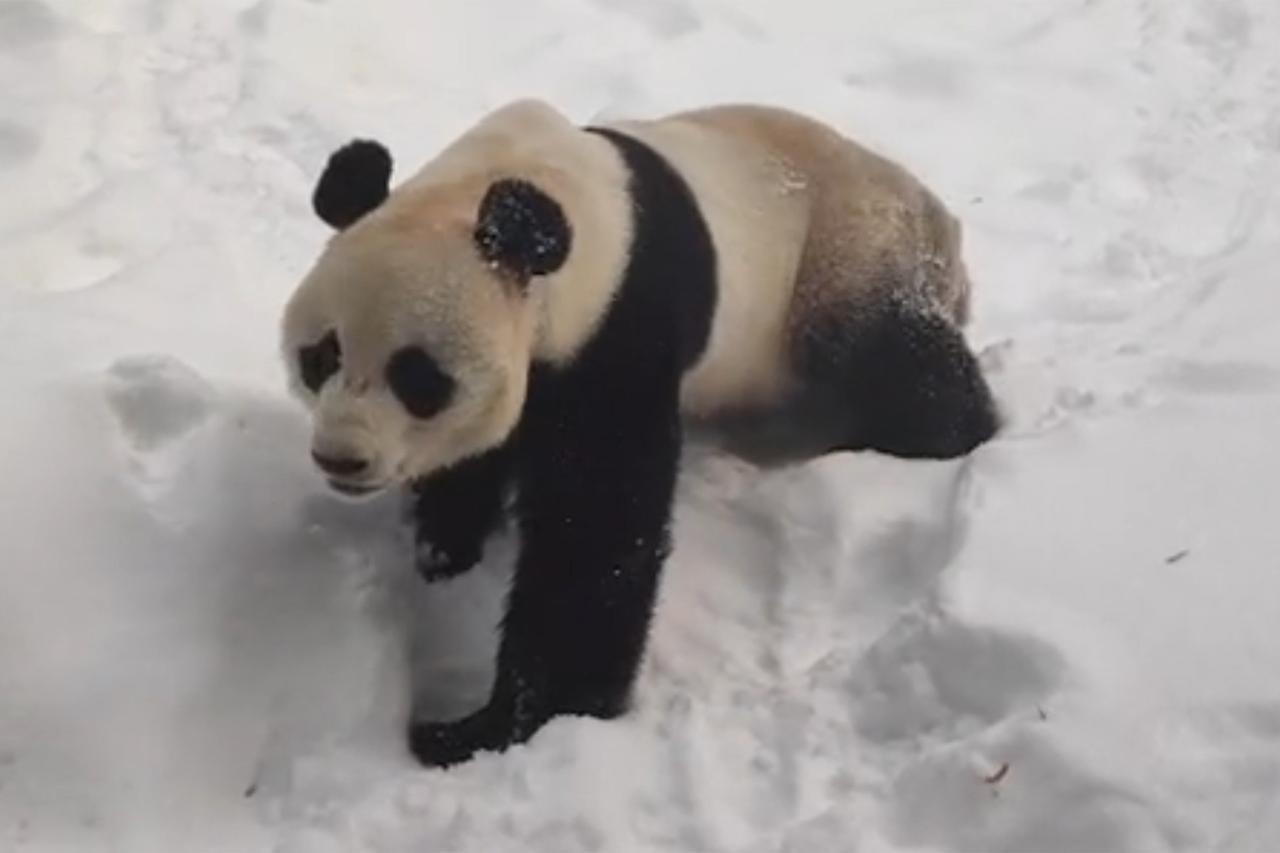 Названа причина незаинтересованности панды-отца в жизни панды Катюши