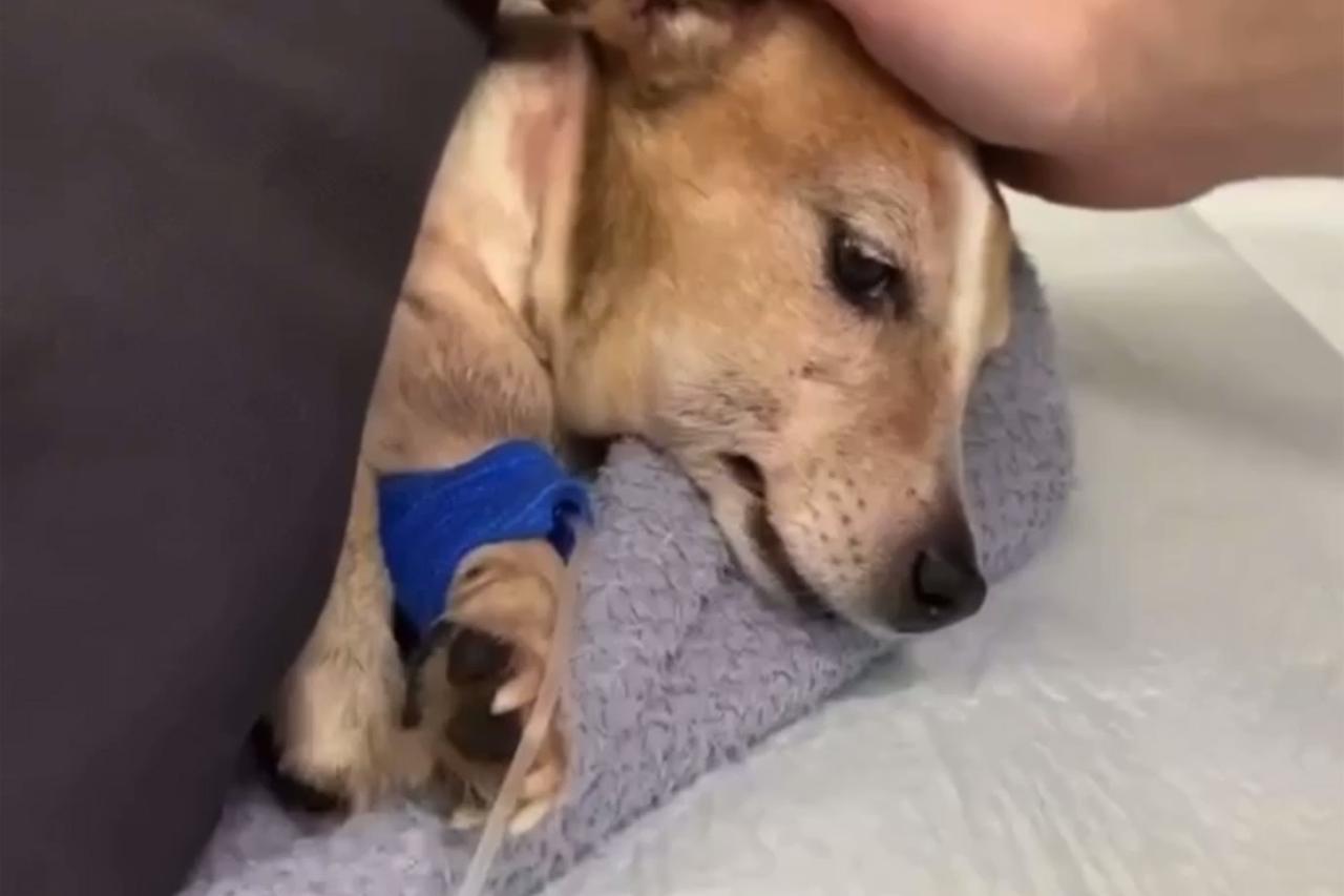 Москвич выбил дверь у соседей и избил их собаку из-за лая