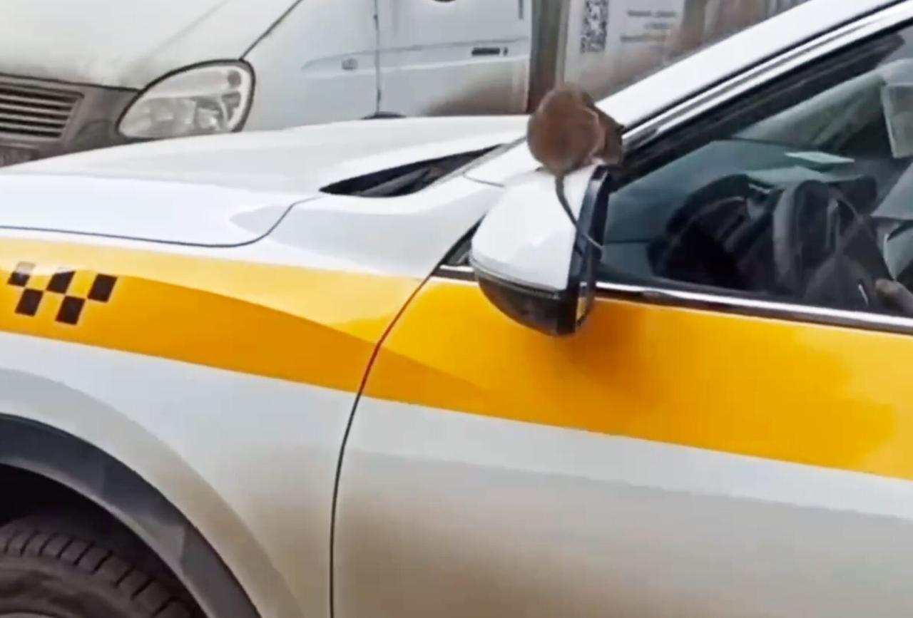 В Подмосковье крыса залезла на авто таксиста и не захотела бежать
