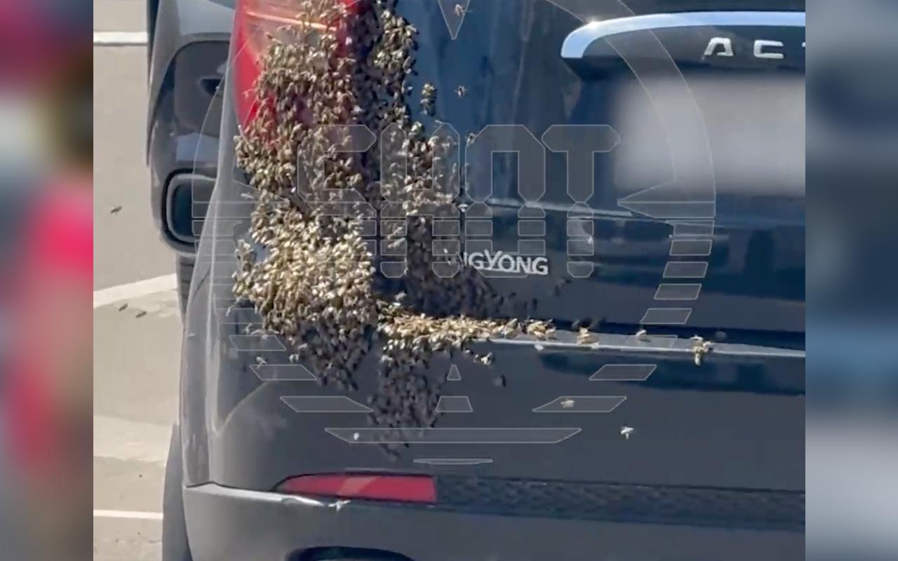 Рой пчел облепил припаркованный в Подмосковье автомобиль и попал на видео