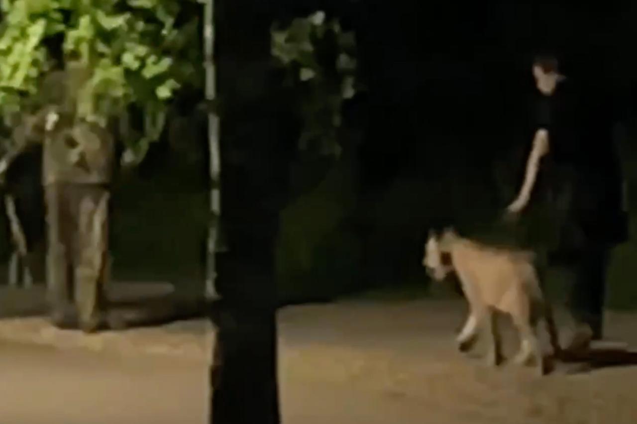 Москвич выгулял на поводке пуму и попал на видео