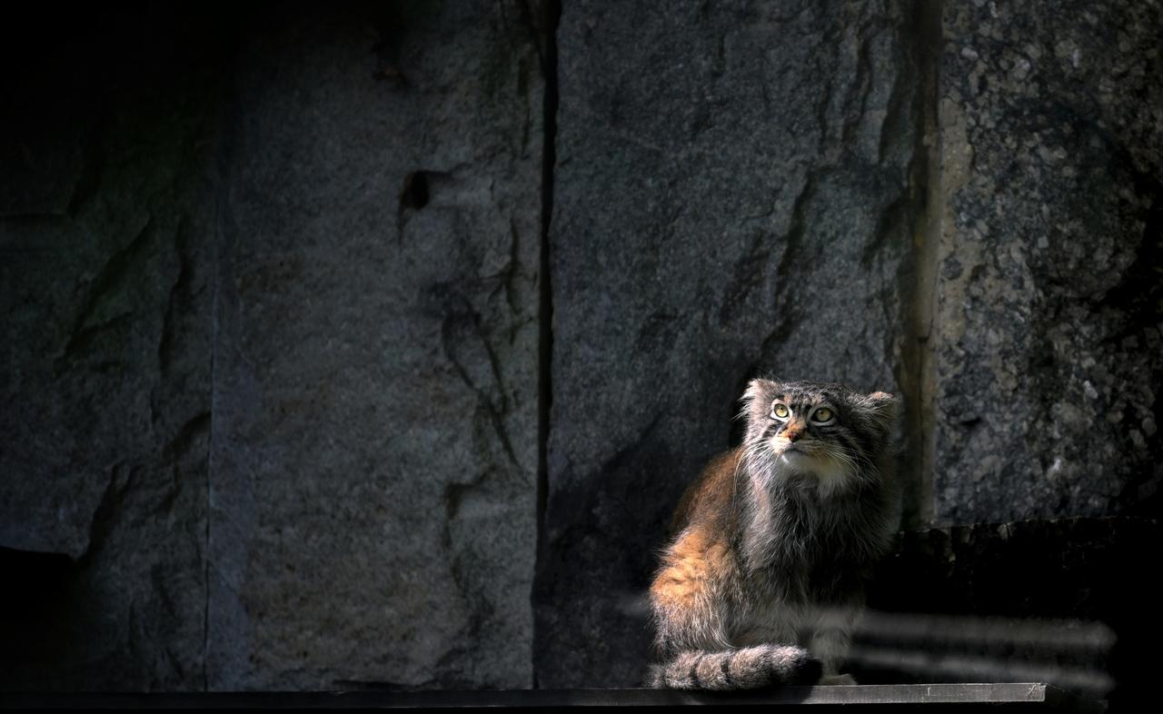 Манул Тимофей из Московского зоопарка похудел к лету