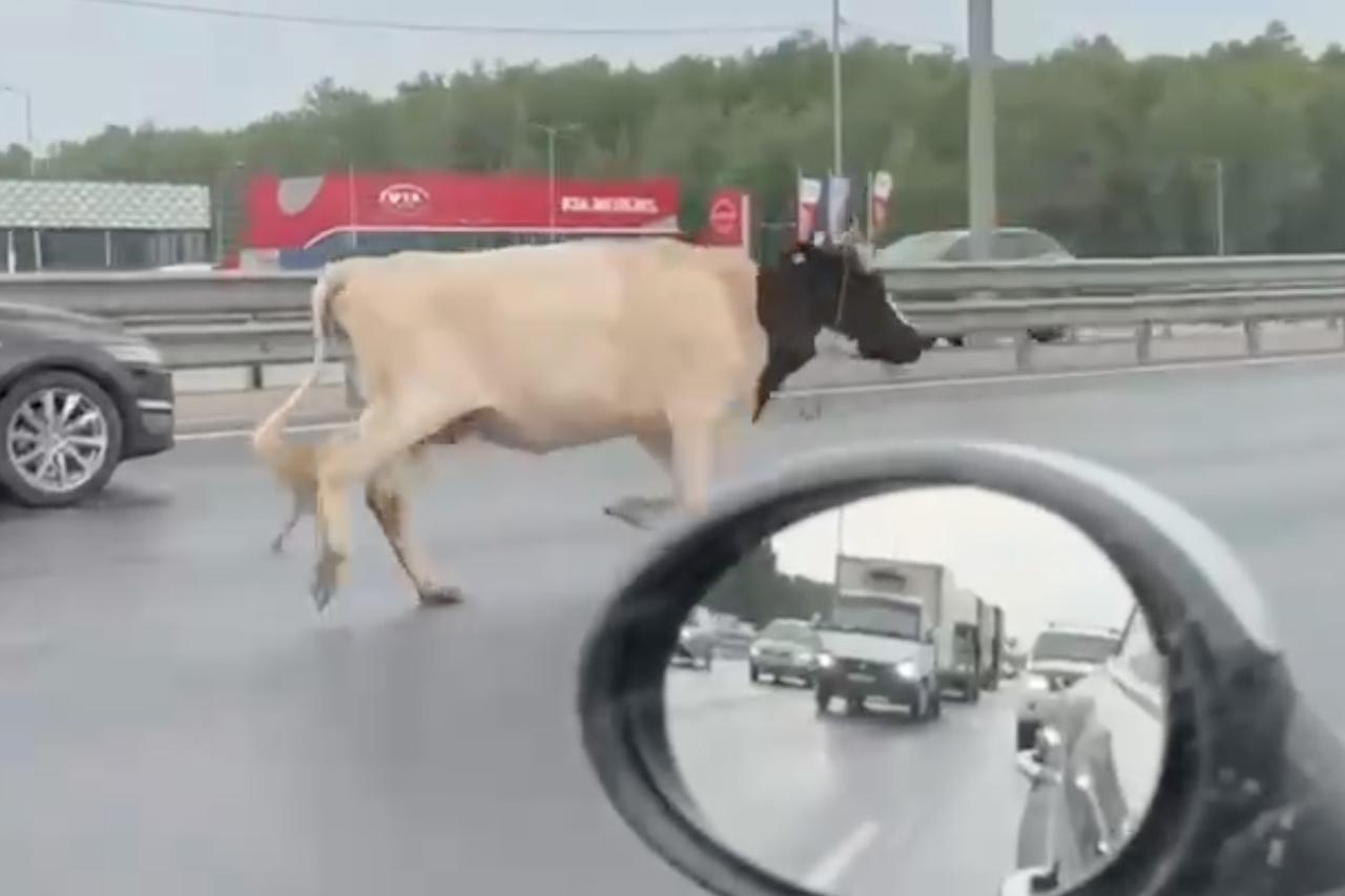 Корова пробежалась по шоссе попутно с авто и попала на видео