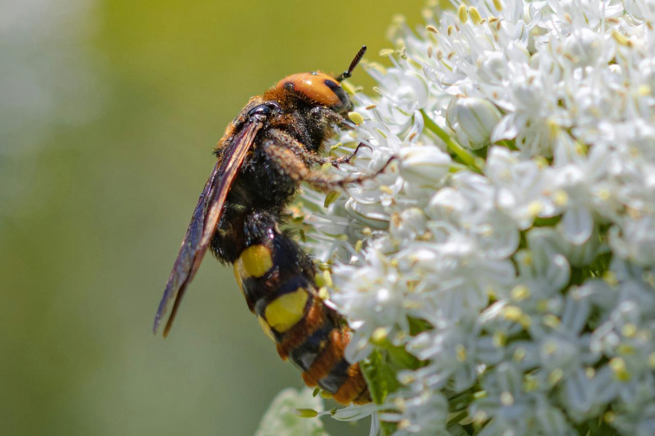 Самая большая оса Европы поселилась в Подмосковье