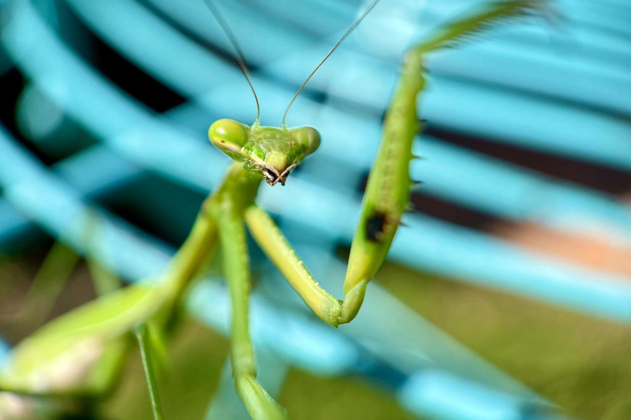 В Москве из-за жары появились нетипичные насекомые