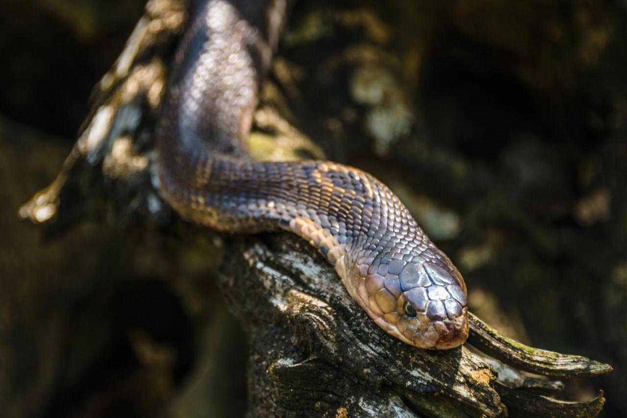 Житель Подмосковья нашел у себя в квартире змею
