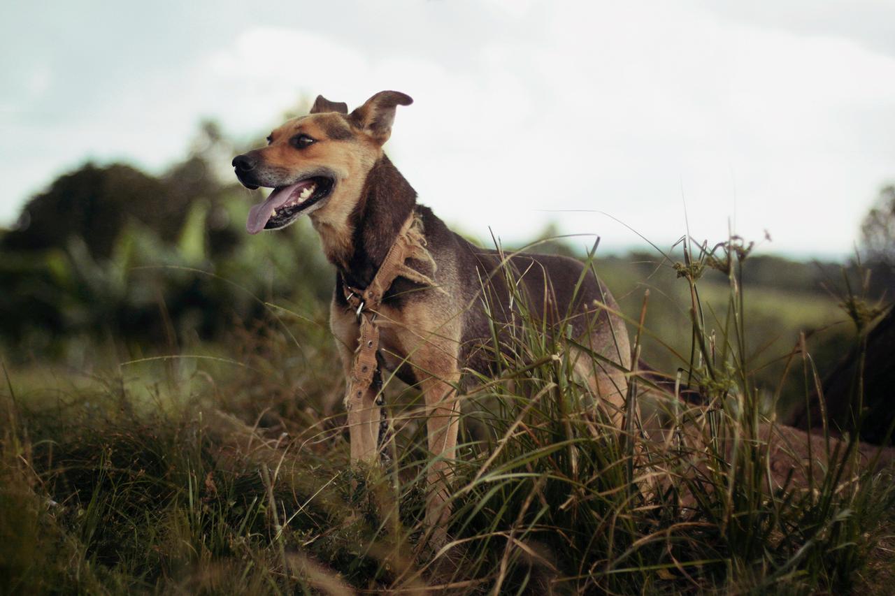 Женщина нашла труп во время прогулки с собакой в Подмосковье