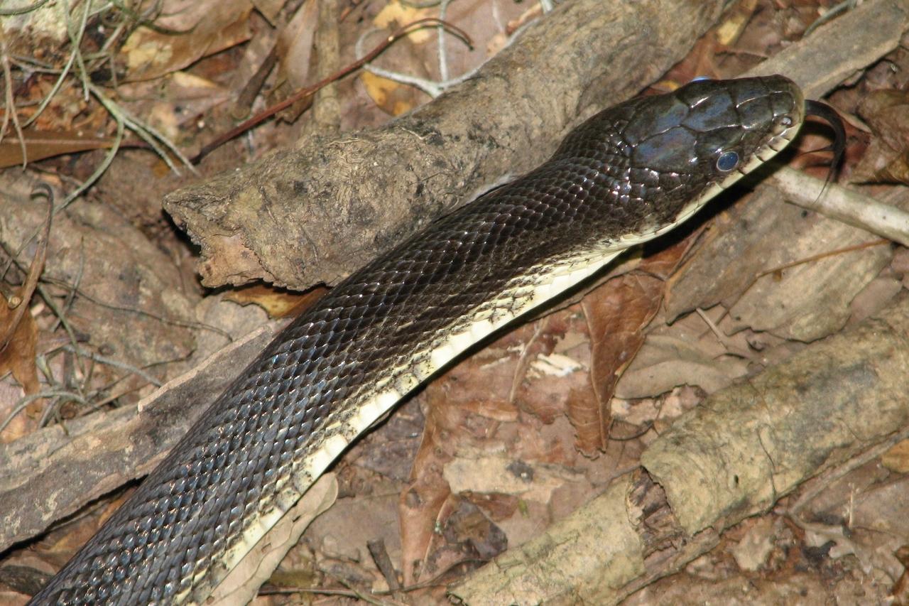 В Москве в жилой дом забралась огромная змея