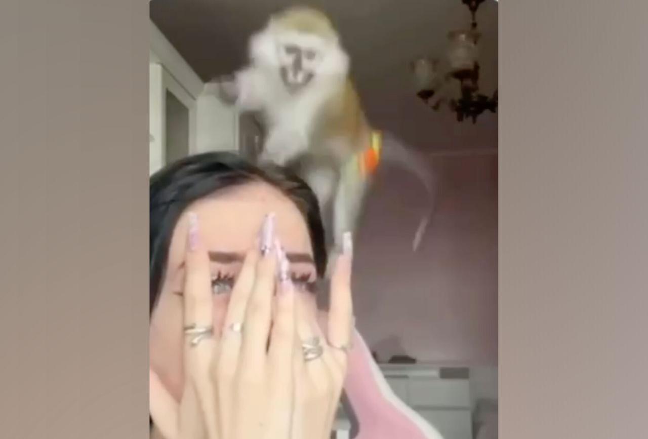 Москвичка показала жизнь с обезьяной-капуцином в квартире