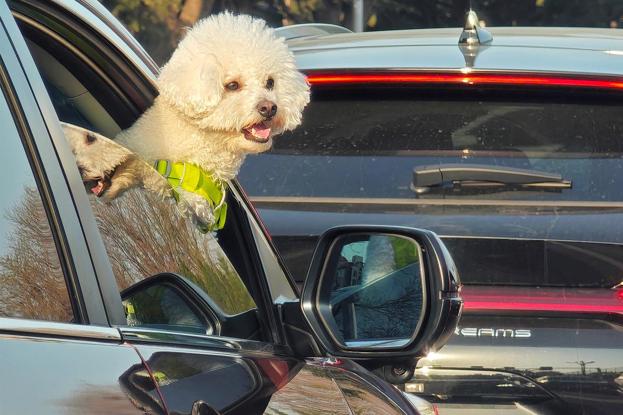 Москвичей призвали не оставлять детей и животных в машине из-за жары