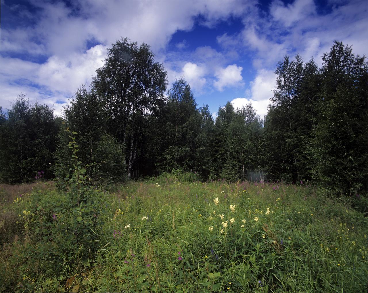 В Московской области ограничили посещение лесов